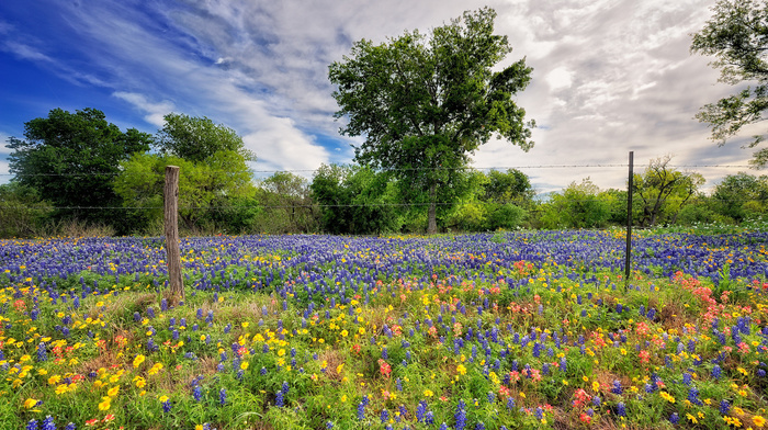 field, nature, flowers