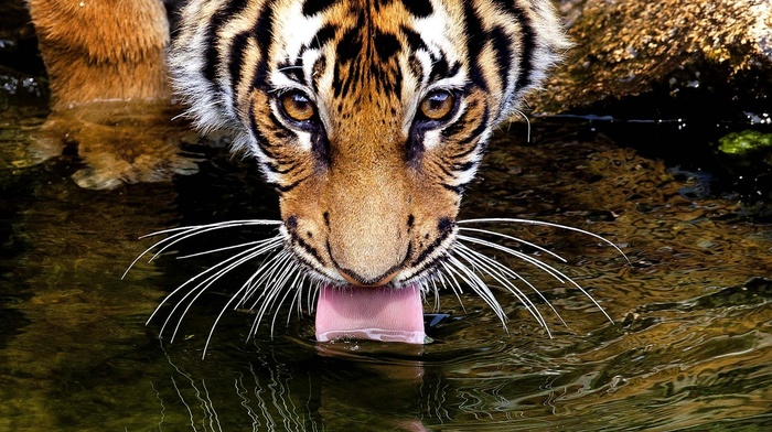 tiger, eyes, animals, sight, mustache, water