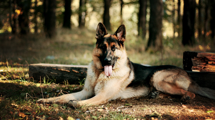 dog, animals, leaves, forest