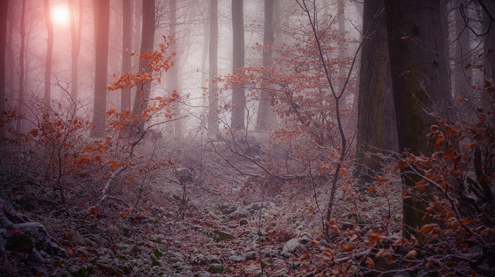 twigs, winter, nature, mist