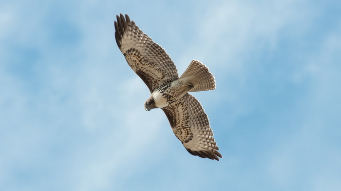 bird, sky, animals