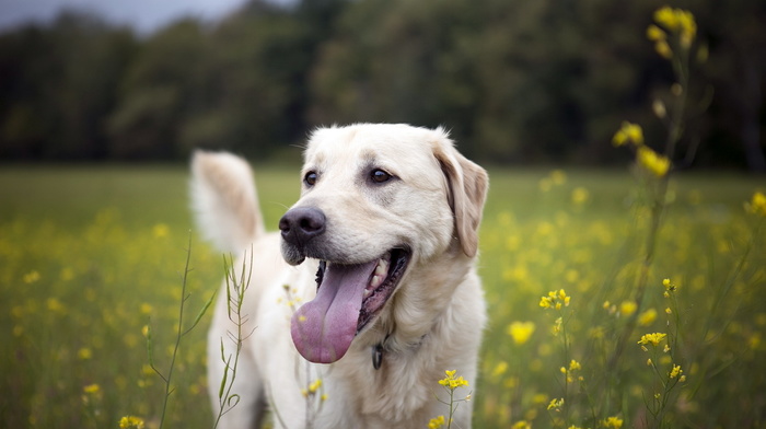 summer, animals, dog