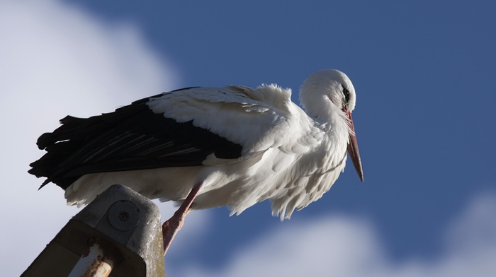 animals, bird, sky