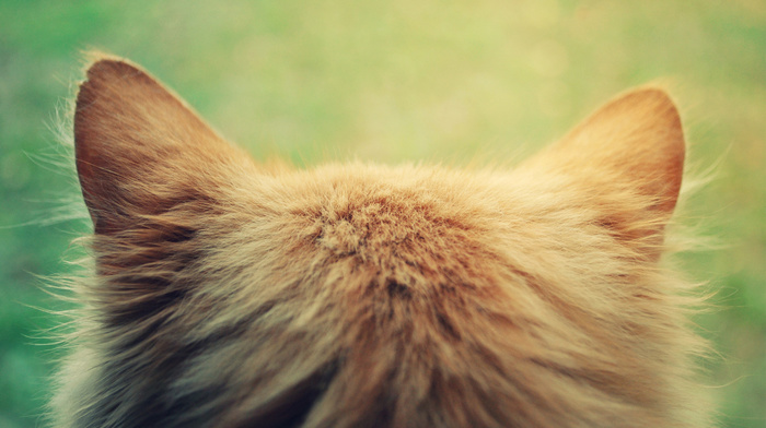 ears, animals, red hair, cat