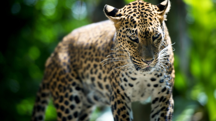 nature, predator, greenery, leopard, animals