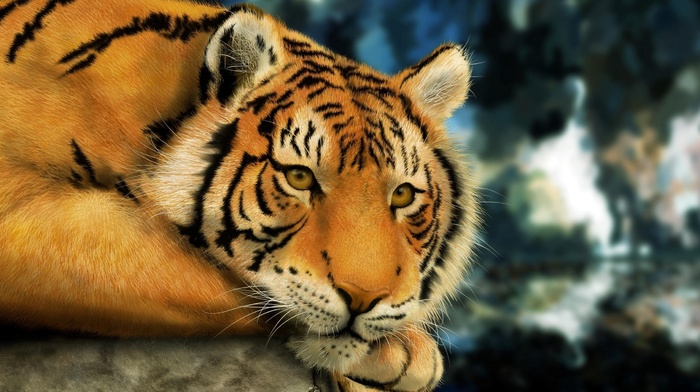 animals, tiger, sight