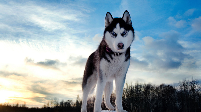 sky, dog, winter, animals