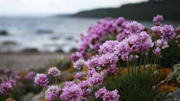 macro, sea, flowers