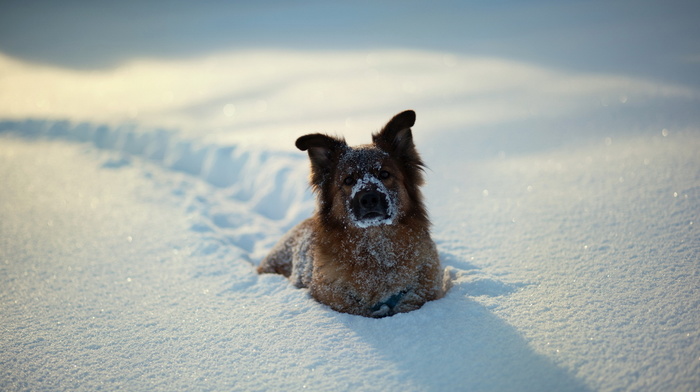 snow, animals, dog, winter