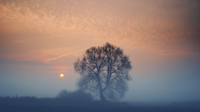 tree, mist, sunset, nature, field, Sun, evening