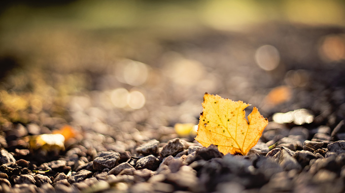 motion blur, bokeh, macro, leaf, stones, autumn