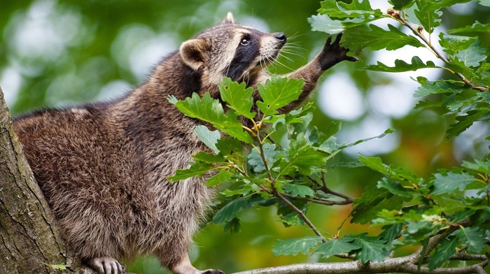 branch, animals, leaves