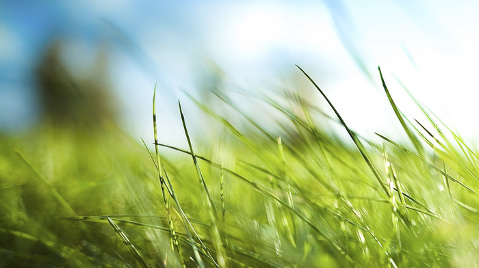 stunner, grass, macro, greenery