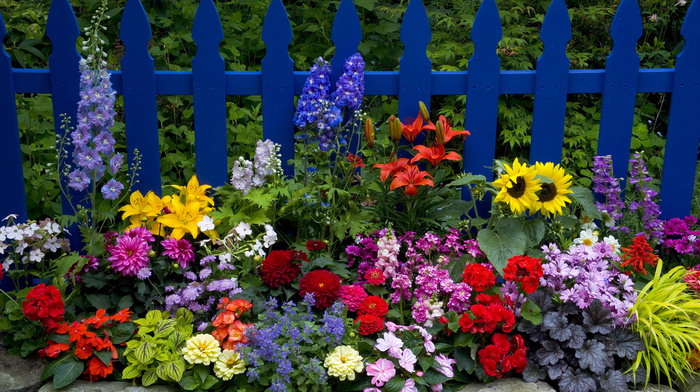 fence, flowers