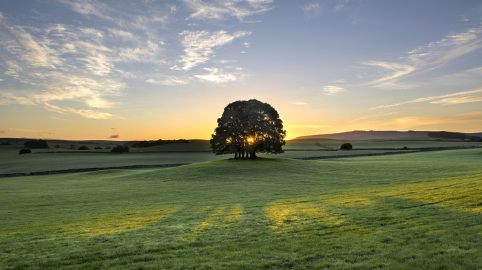 England, grassland, morning, tree, dawn, sunrise, nature