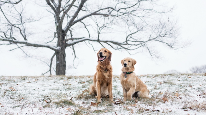 animals, field, snow