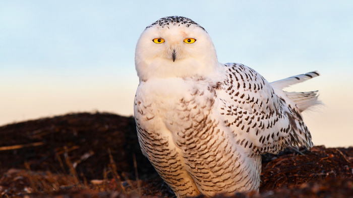 bird, animals, light, eyes