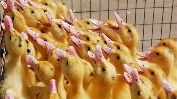 animals