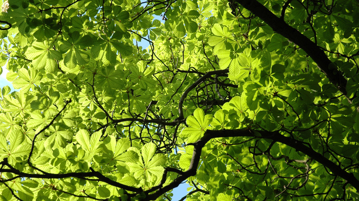leaves, spring, branch, greenery, plant, green