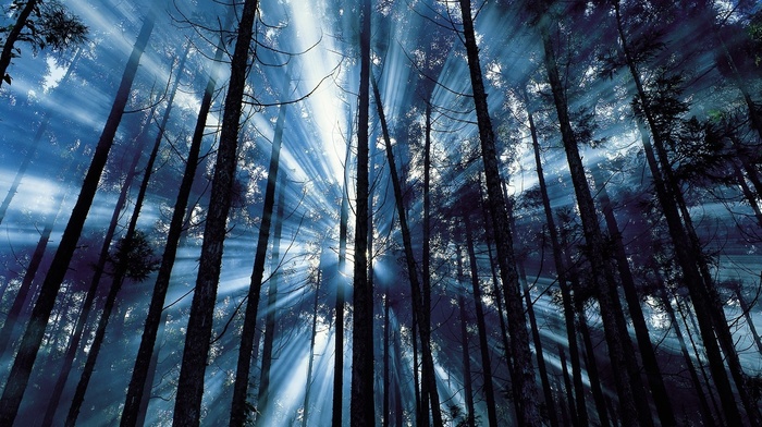 rays, forest, trees, nature