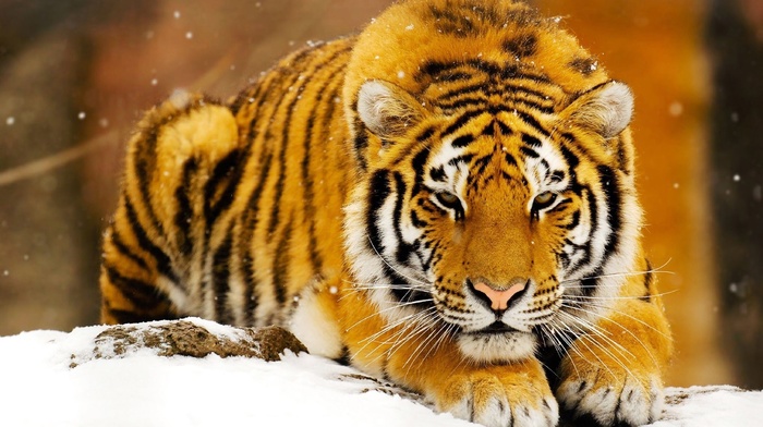 predator, muzzle, sight, animals, tiger, snow, lies