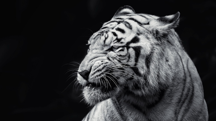 background, animals, tiger