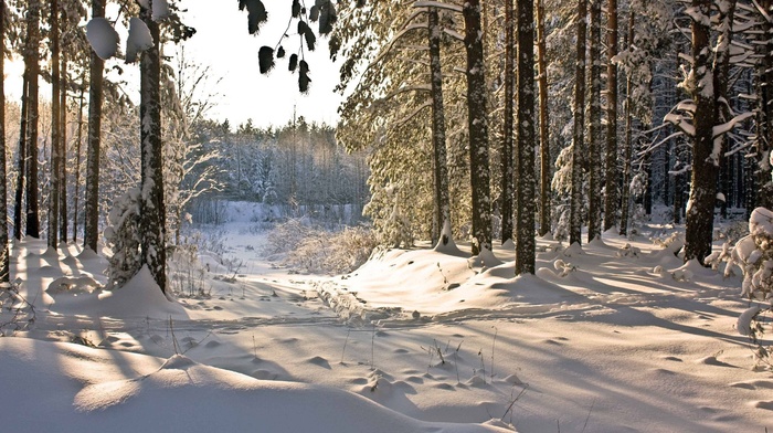 winter, nature, snow, forest