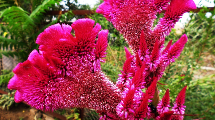 flowers, summer