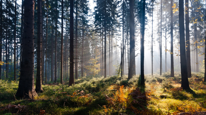 nature, forest, light, autumn