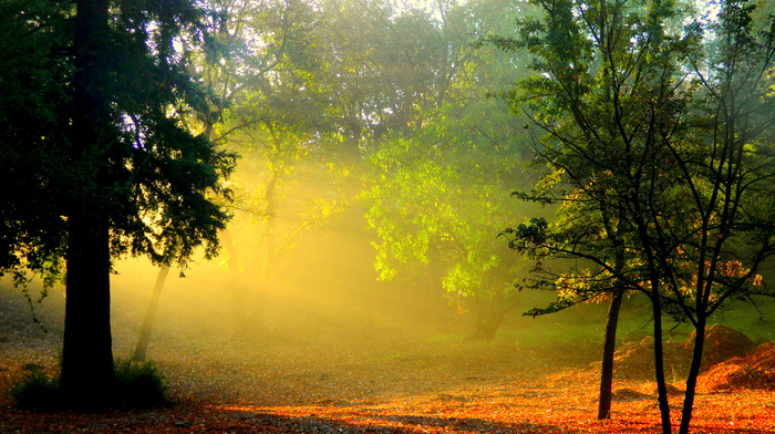 morning, forest, mist, rays, dawn, Sun, nature, trees