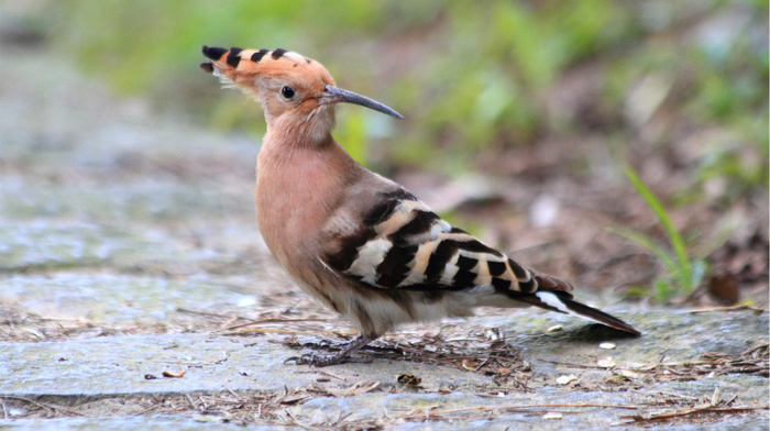 animals, Earth, bird