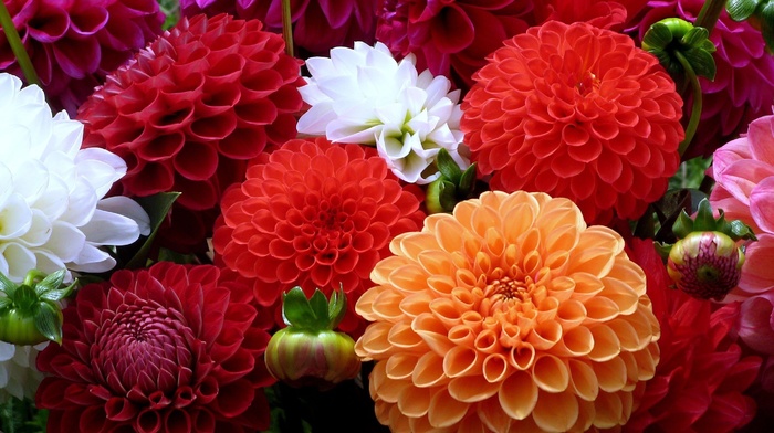 orange, red, flowers, white