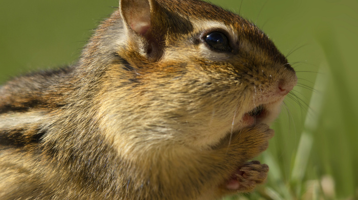 grass, animals