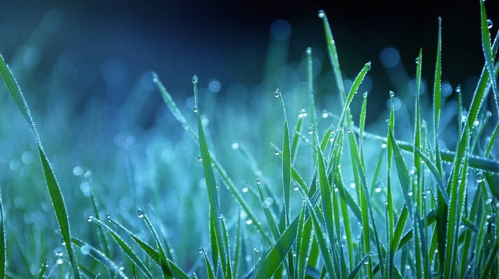 dew, drops, blue, nature, macro, grass