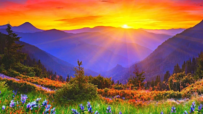 flowers, mountain, stunner