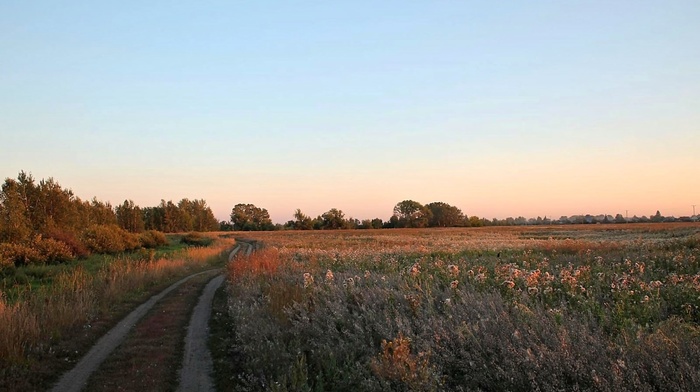 field, road, summer, sunset, nature