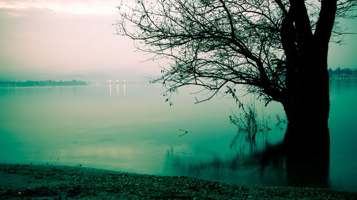 mist, tree, morning, coast, lake, nature