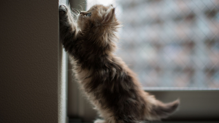 kitten, animals, window, wall