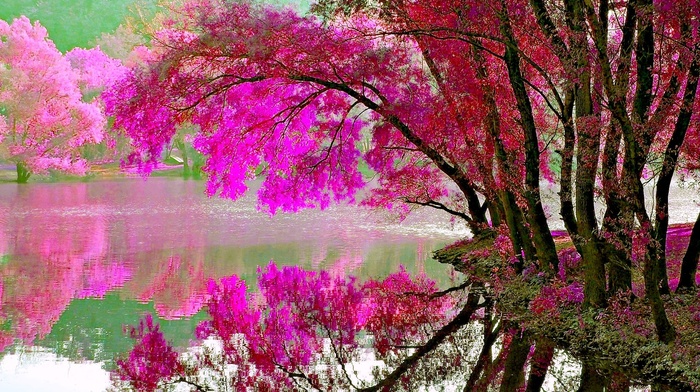 tree, nature, pond, reflection