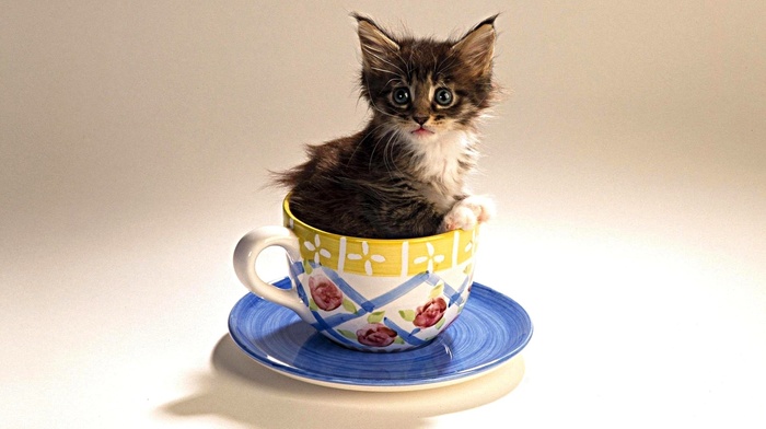 cup, animals, kitten
