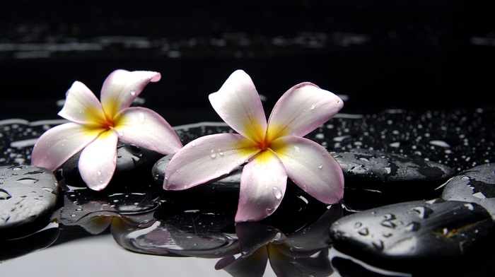 flowers, water, stones