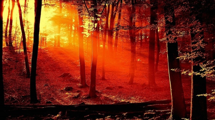 forest, sunset, nature