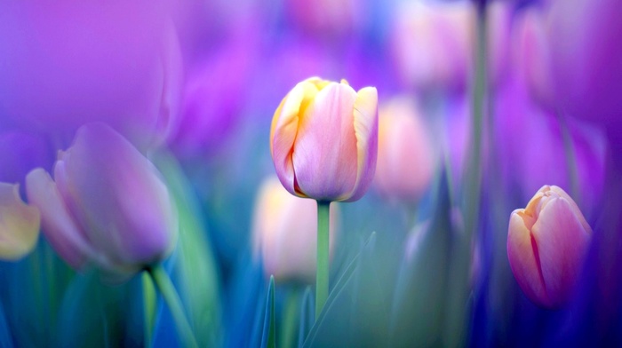 tulips, flowers