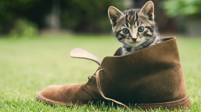 cat, animals, grass, shoes, greenery, kitten