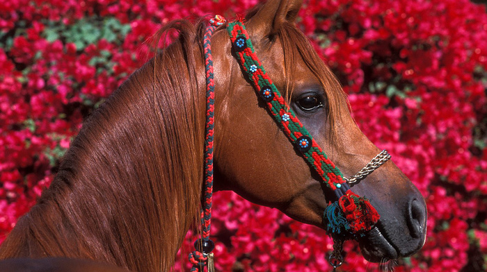 beautiful girl, stunner, horse