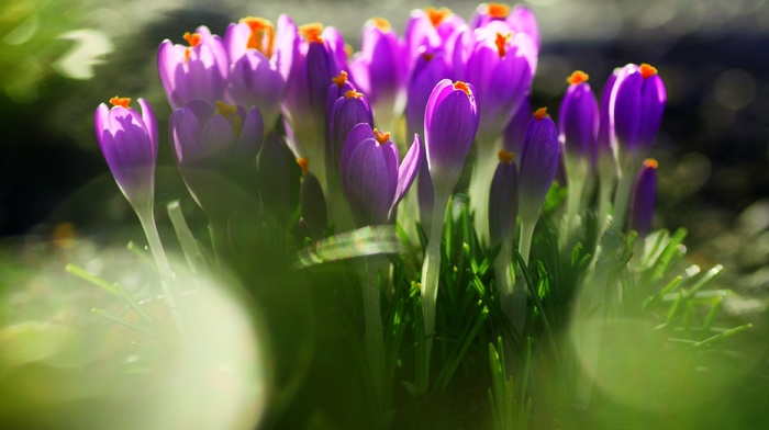 flowers, grass, leaves