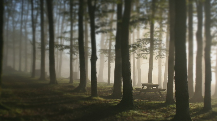 trees, nature, table, mist, forest