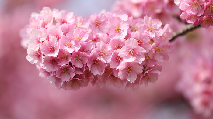 sakura, cherry, tree, flowers, Japan