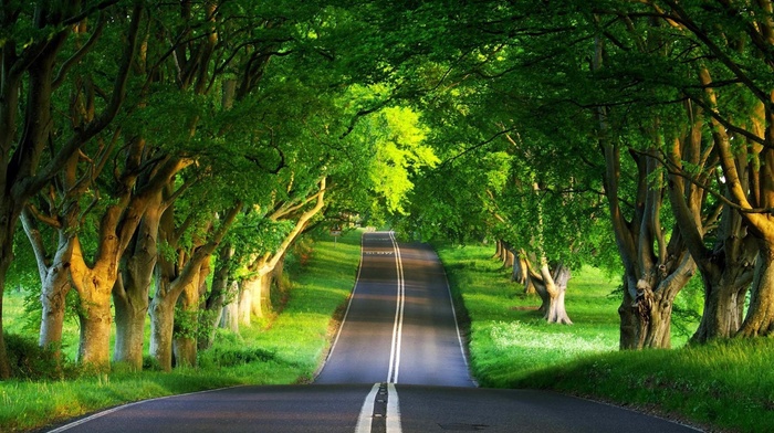 nature, road, trees