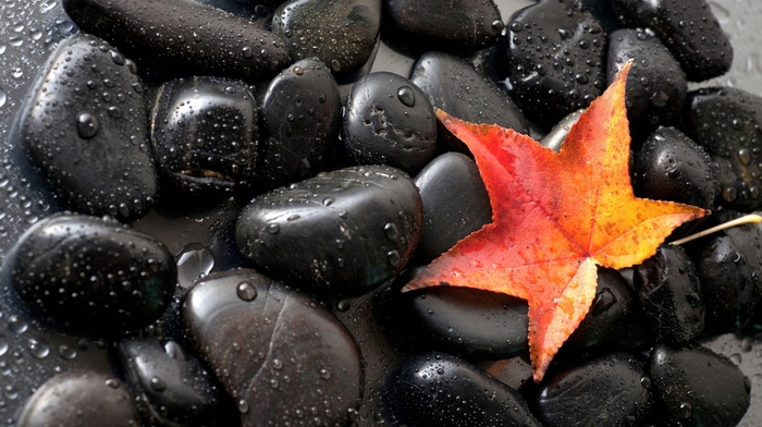 red, stones, water, leaf, nature, drops